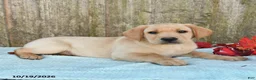 Labrador Retriever dogs for sale: Toby - Ad 3