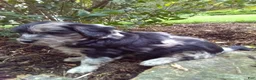 Mini Aussiedoodle dogs for sale: Dove - Ad 7