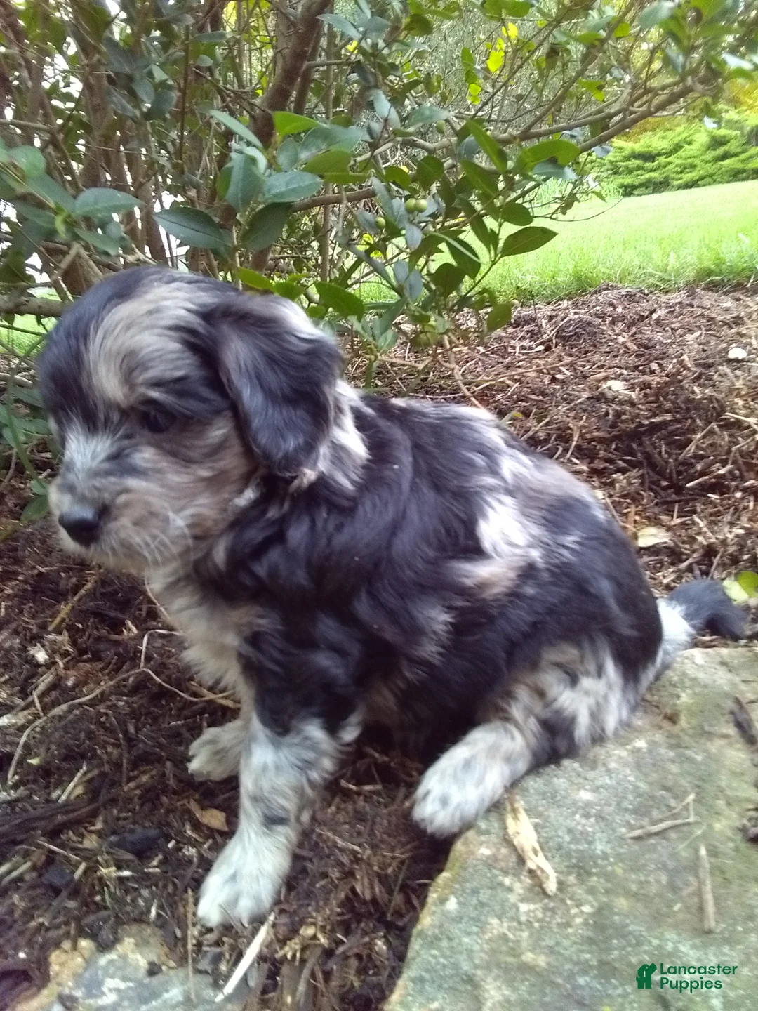 Mini Aussiedoodle dogs for sale: Dove - Ad 7