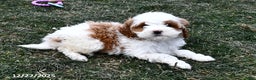 Mini Goldendoodle dogs for sale: Sweetie - Ad 5