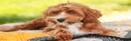 Cavapoo dogs for sale: Harper - Ad 3