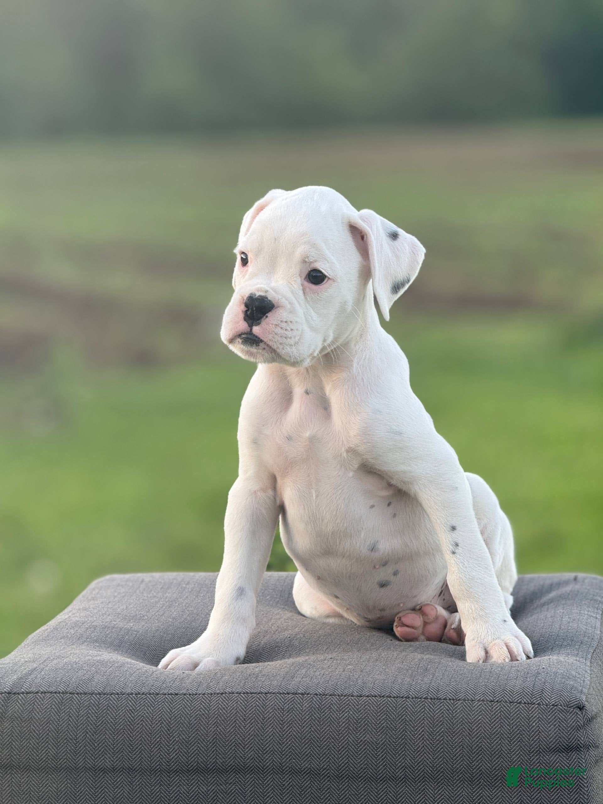 Boxer dogs Spearmint - Ad 1