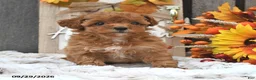 Shihpoo dogs for sale: Maisie - Ad 2
