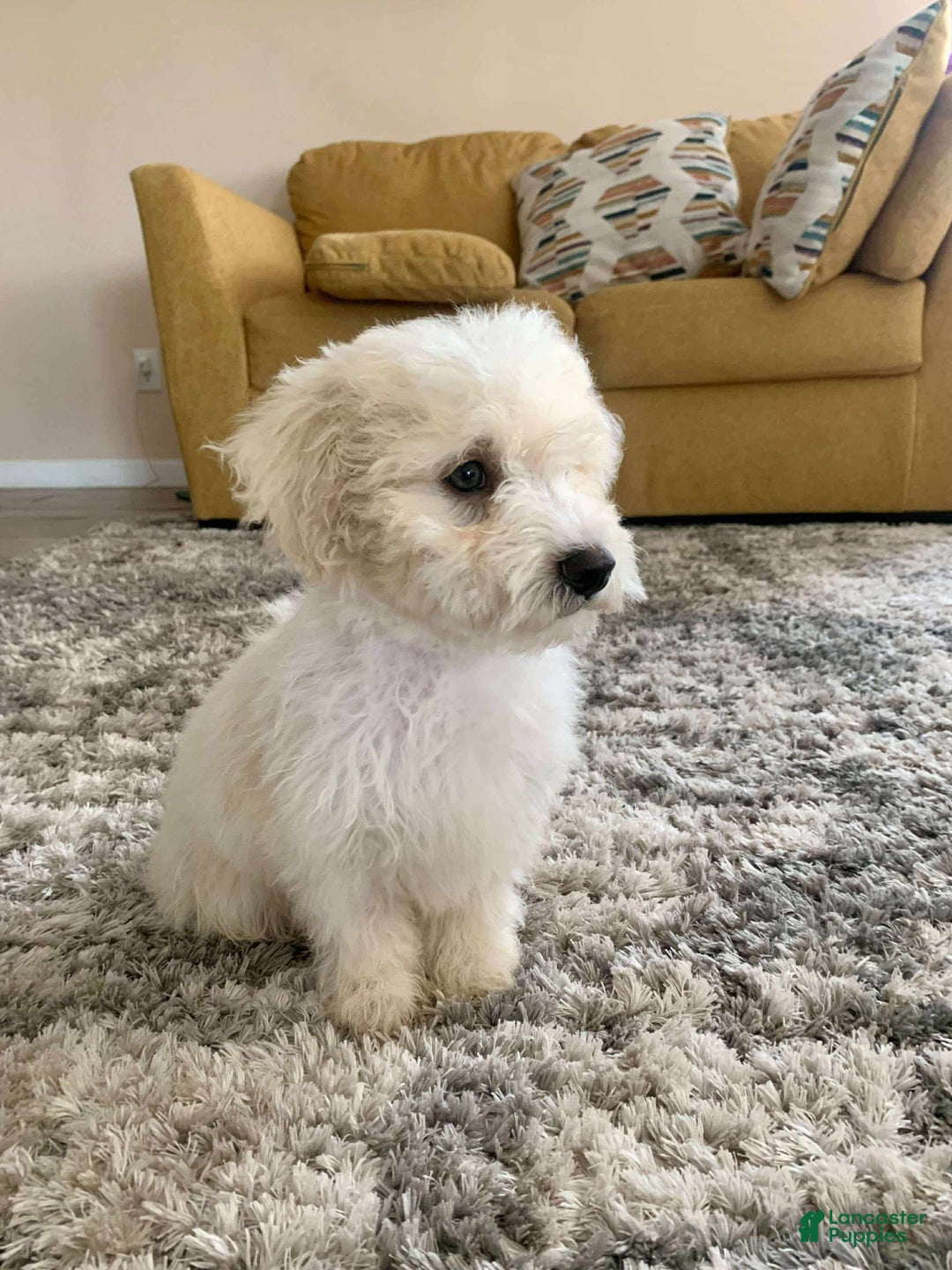 Miniature Poodle dogs for sale: Leo - Ad 2