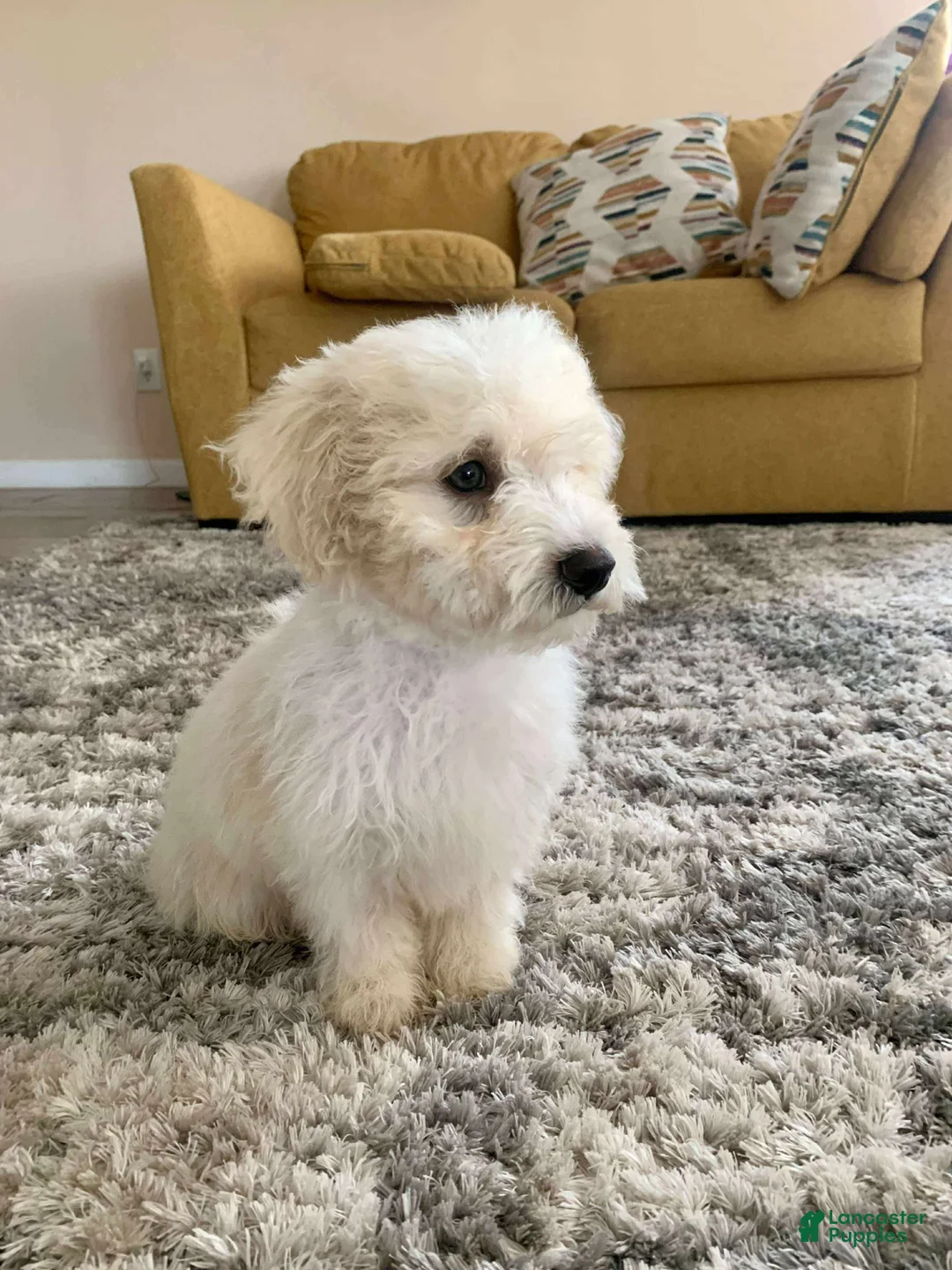Miniature Poodle dogs for sale: Leo - Ad 2