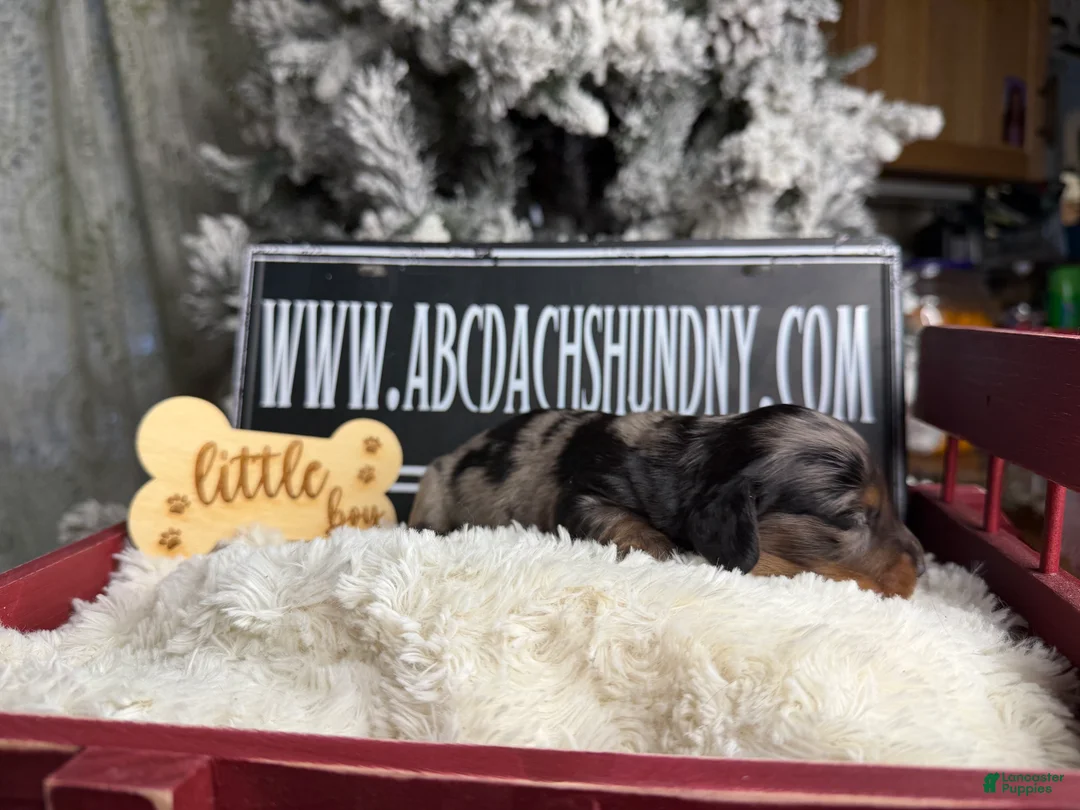 Dachshund dogs for sale: Chocolate mini long coat - Ad 37