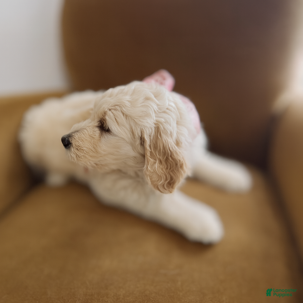 Mixed Breed dogs Ida - Ad 1