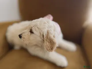 Mixed Breed dogs for sale: Ida - Ad 1