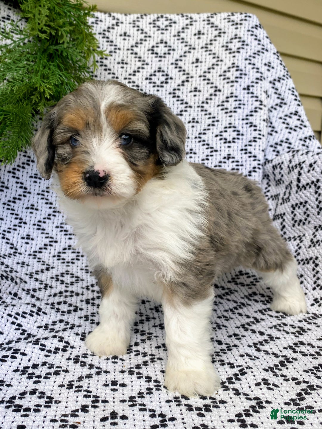 Mini Aussiedoodle dogs for sale: Bella - Ad 5