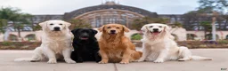 Golden Retriever dogs for stud: Golden retriever stud - Ad 9