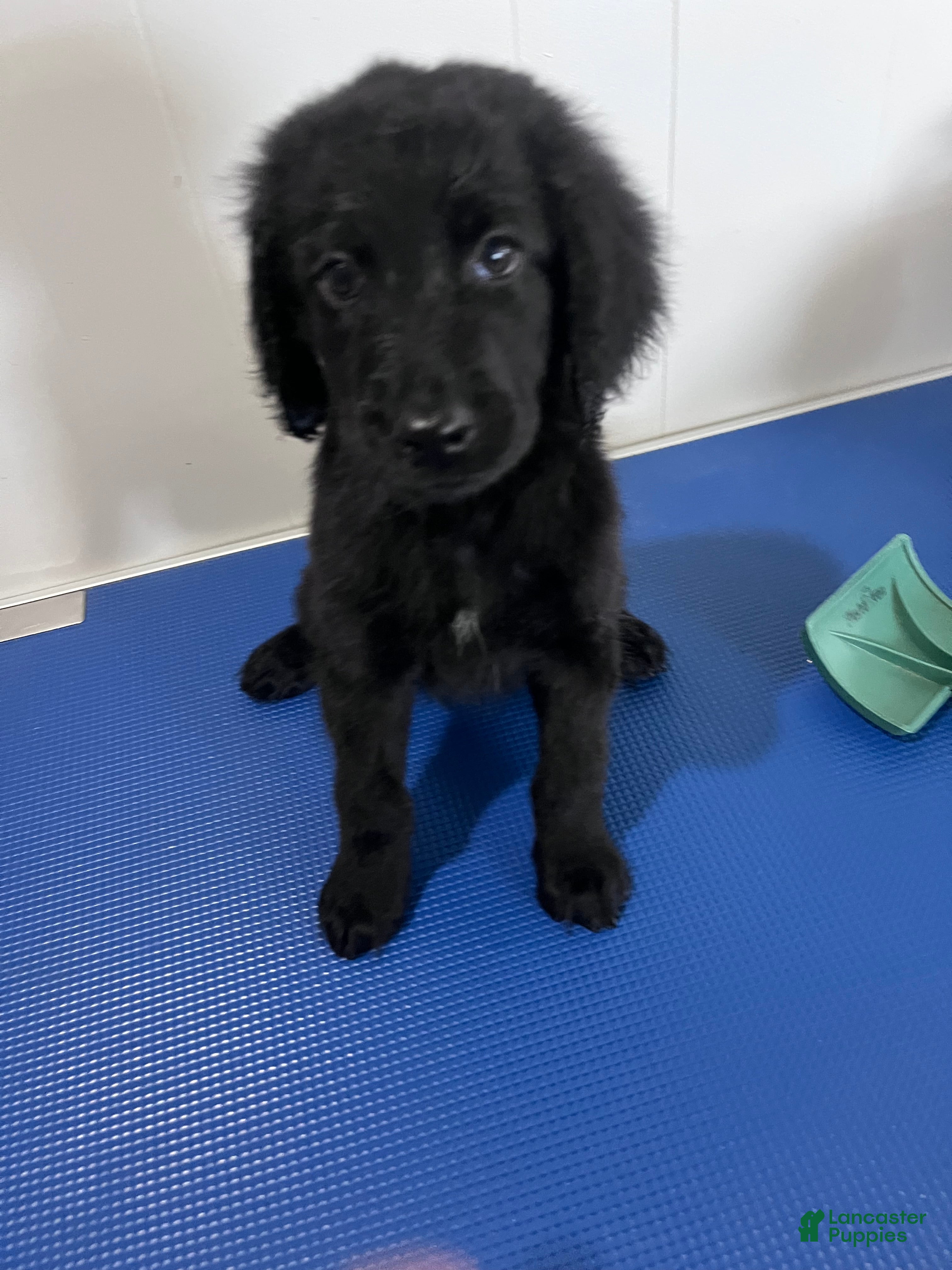 Goldendoodle dogs Black - Ad 1