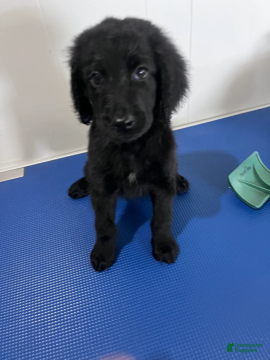 Goldendoodle dogs for sale: Black - Ad 1
