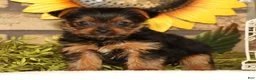 Yorkshire Terrier dogs for sale: Tika - Ad 3