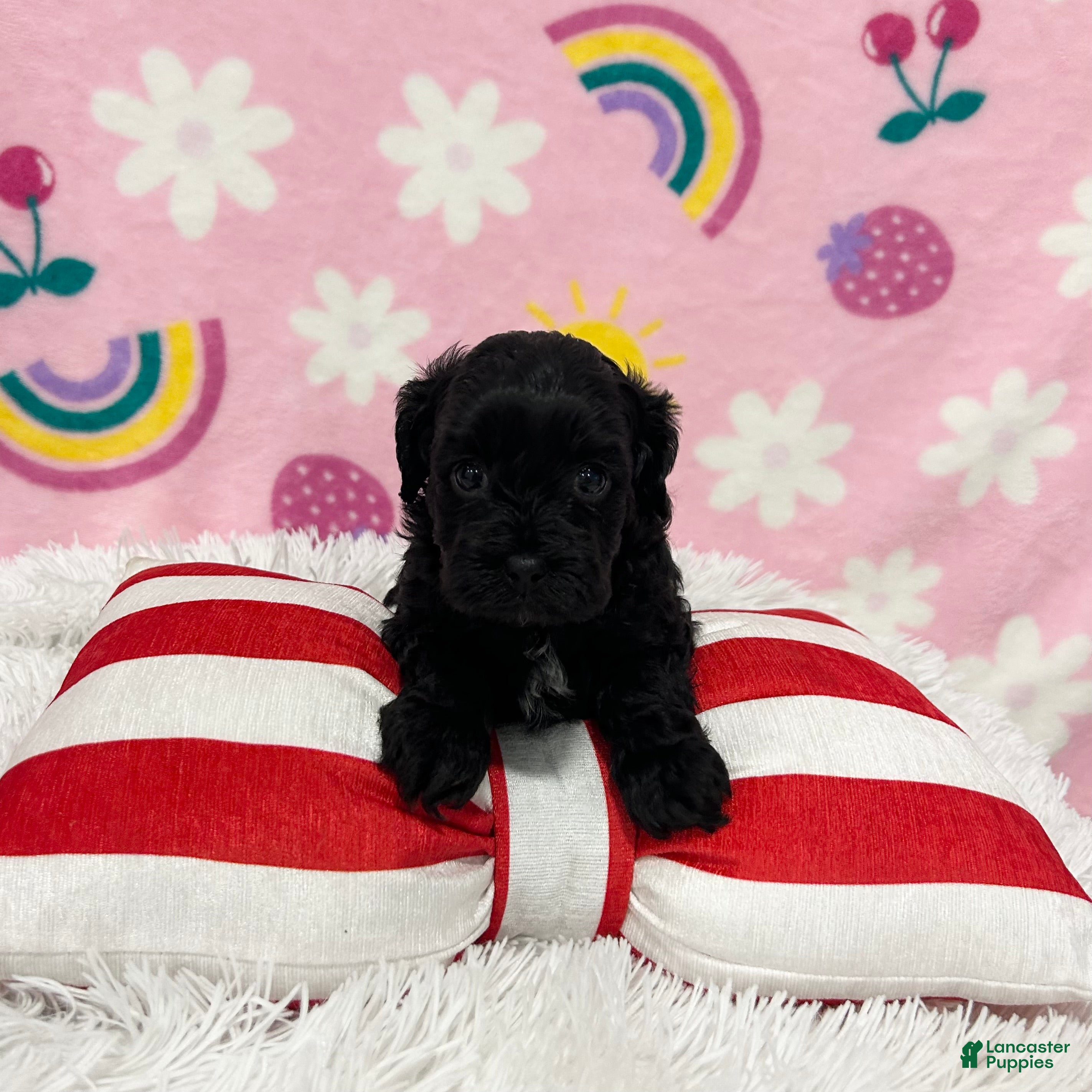 Cavapoo dogs for sale: Sophie - Ad 3