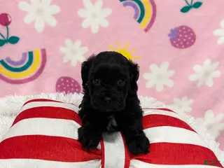 Cavapoo dogs for sale: Sophie - Ad 3