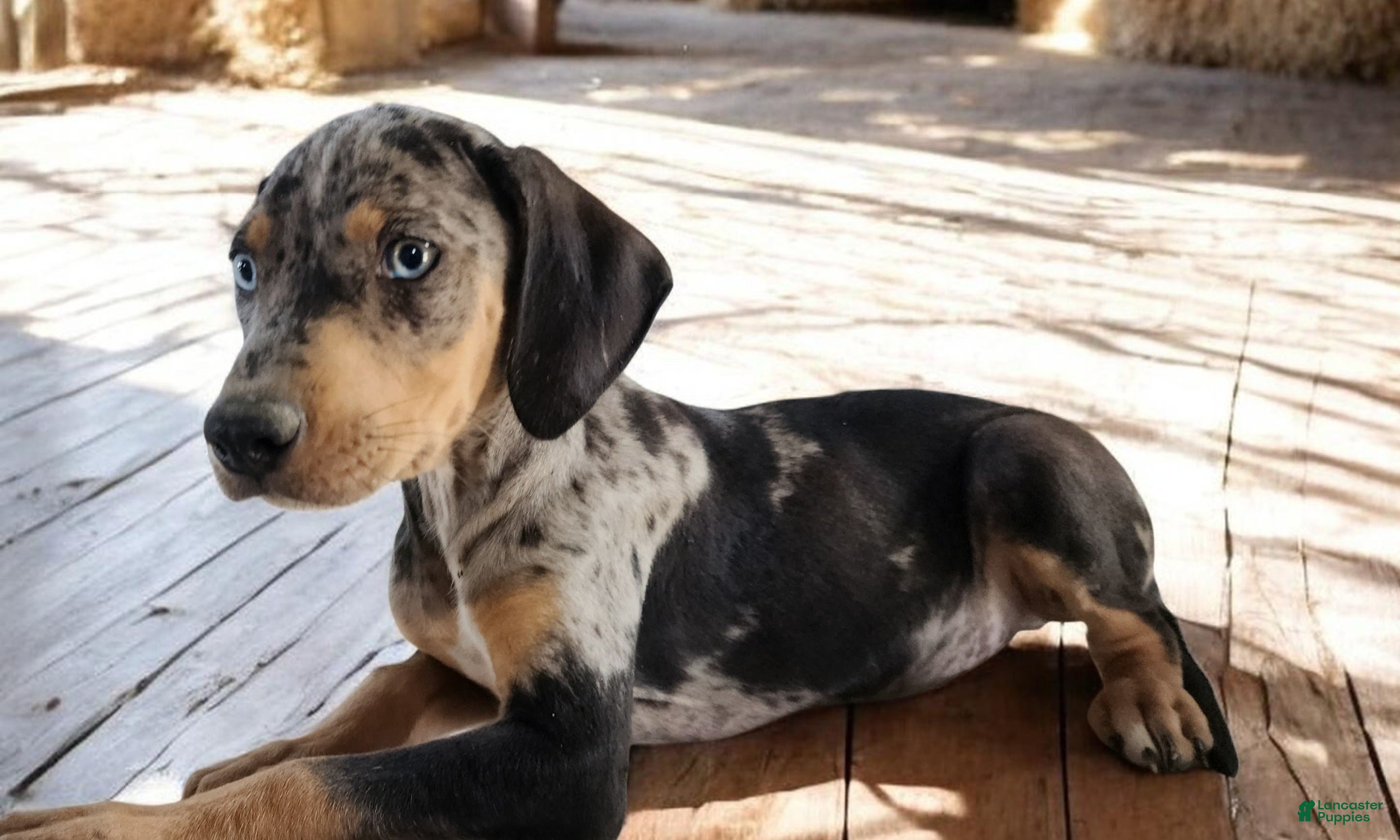 Catahoula Leopard Dog dogs Jesse 2026 M1 - Ad 16