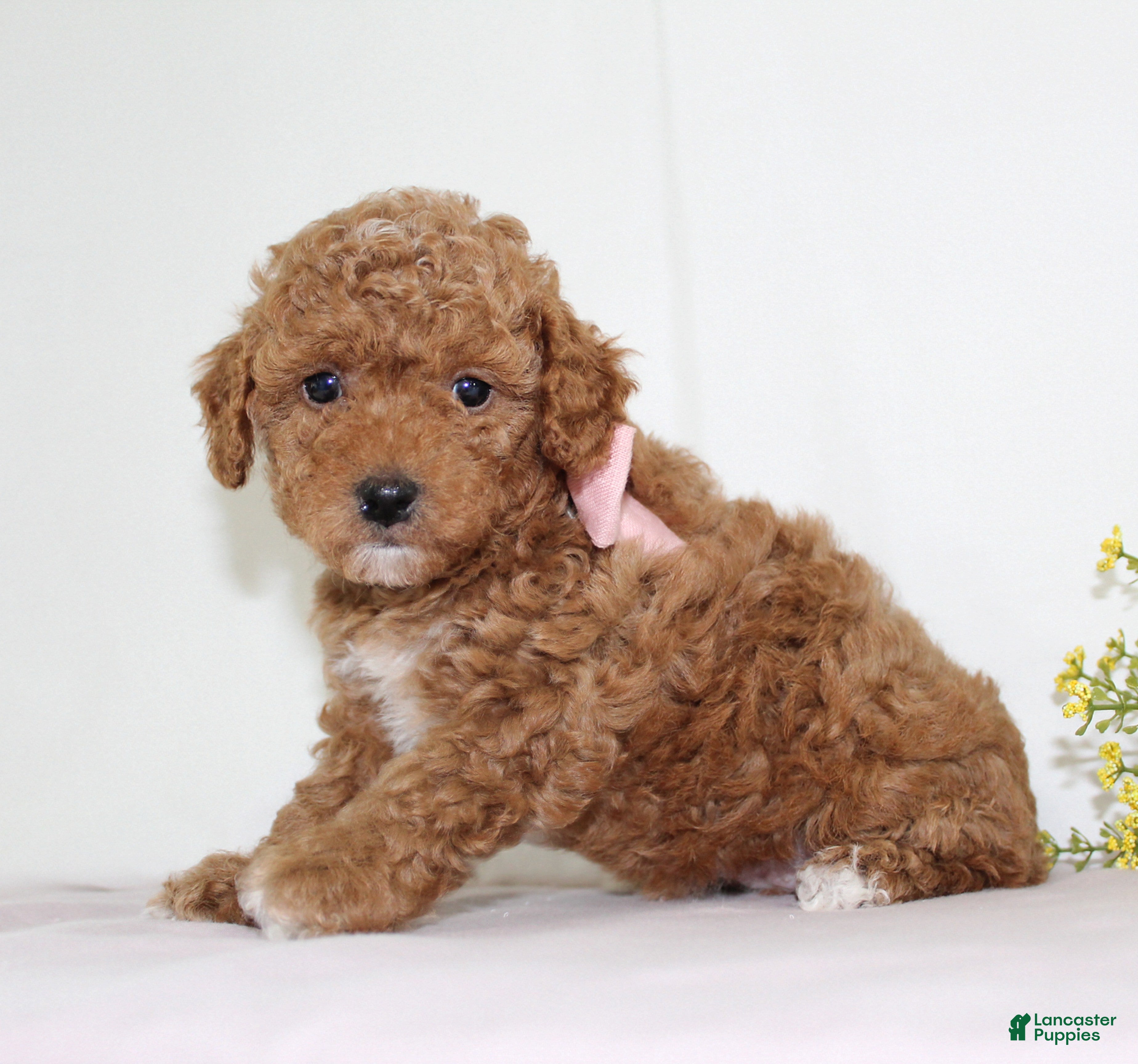 Toy Poodle dogs Tiny Maggie, Full AKC - Ad 1