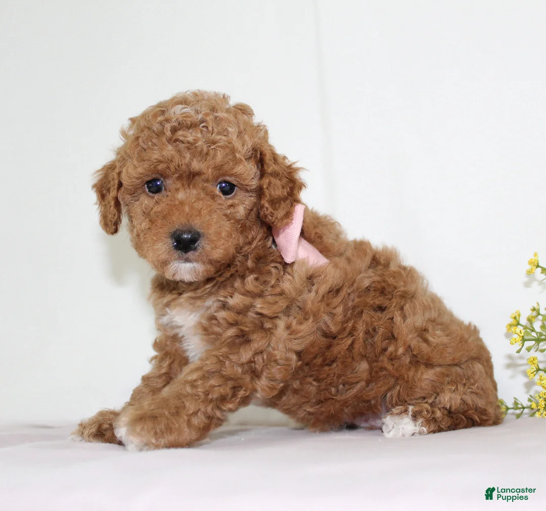 Toy Poodle dogs for sale: Tiny Maggie, Full AKC - Ad 1