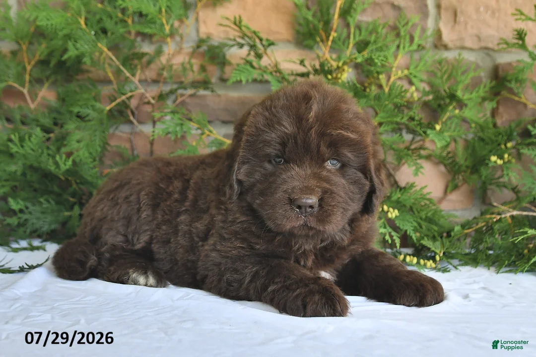 Newfoundland dogs for sale: Mason - Ad 2