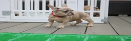 French Bulldog dogs for sale: French Bulldog 1 - Ad 6