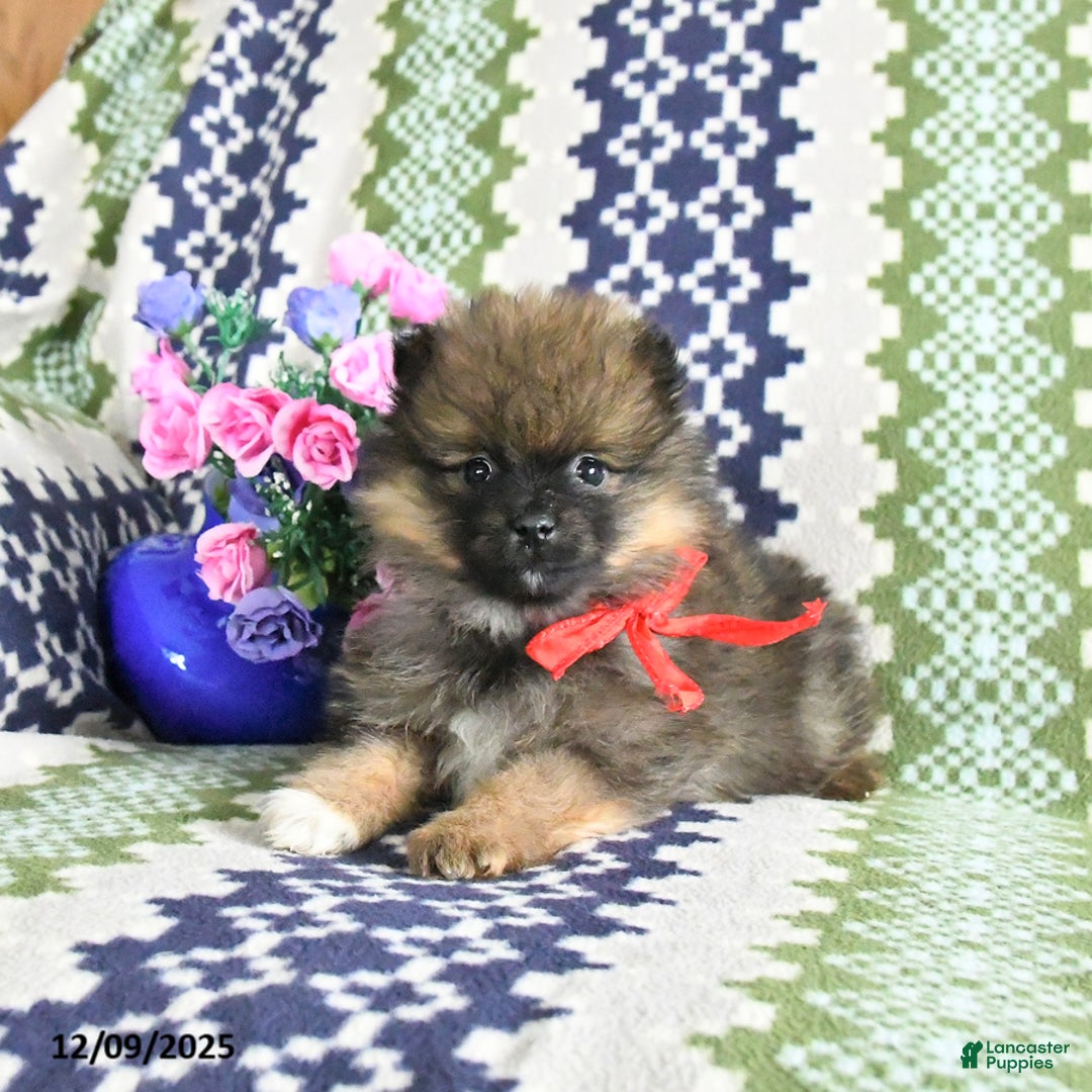 Pomeranian dogs for sale: Benji - Ad 3
