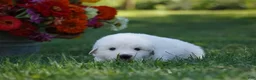 Great Pyrenees dogs for sale: AKC Titan - Ad 3