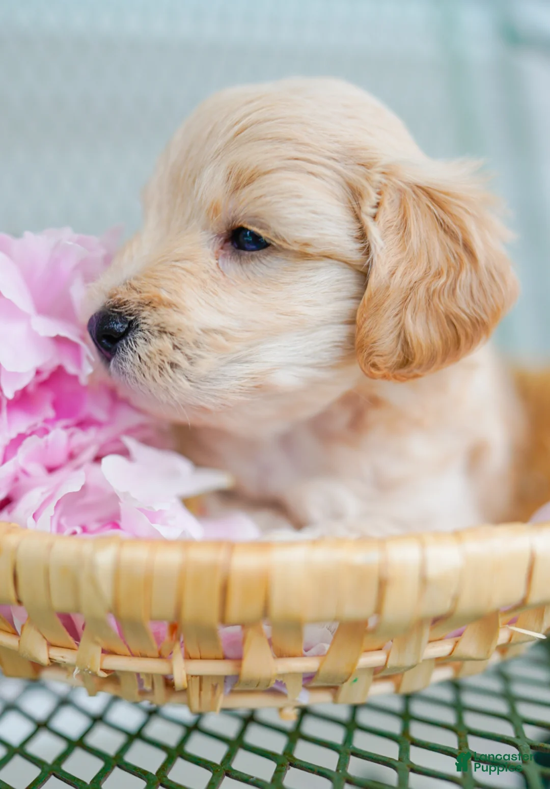 Schnoodle dogs for sale: Tanker  - Ad 2
