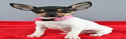 Toy Fox Terrier dogs for sale: Dora - Ad 6