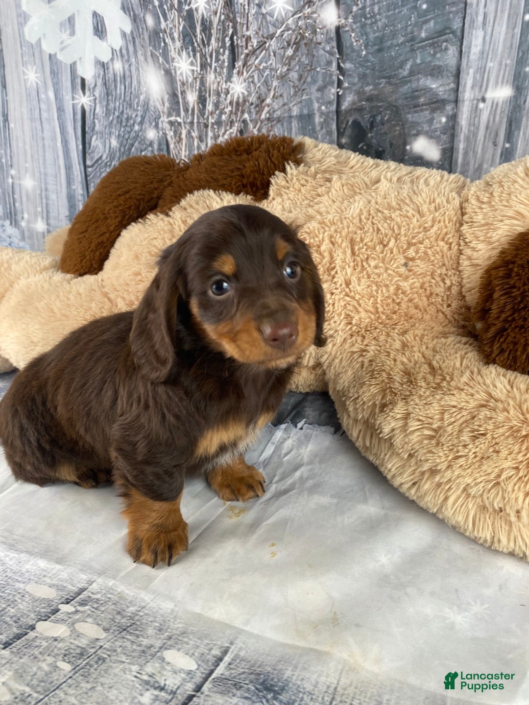 Miniature Dachshund dogs for sale: Lilly - Ad 9