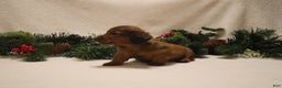 Miniature Dachshund dogs for sale: Prancer - Ad 11