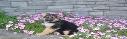 German Shepherd dogs for sale: Bella - Ad 5