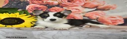 Welsh Corgi Pembroke dogs for sale: Lilac - Ad 2