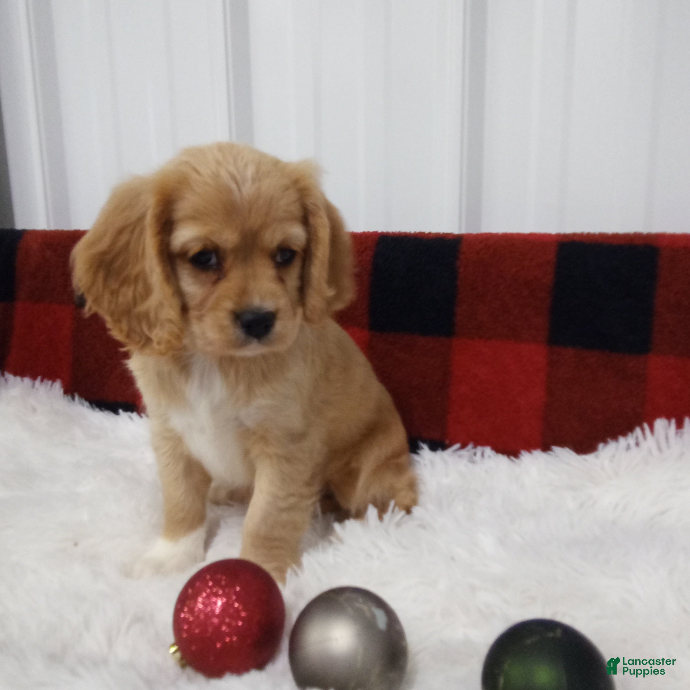 Cockalier dogs Gigi - Ad 5