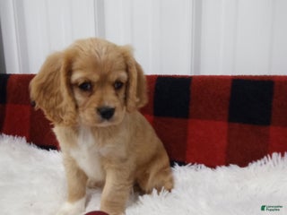 Cockalier dogs - Ad 26