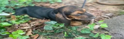 Basset Hound dogs for sale: Blanche (red collar) - Ad 2