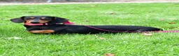 Miniature Dachshund dogs for sale: Gracie - Ad 9