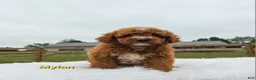Miniature Poodle dogs for sale: Mylan - Ad 3