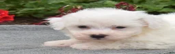 Bichon Frise dogs for sale: Cairo (tiny) - Ad 5