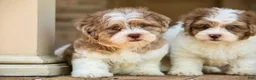 Shihpoo dogs for sale: Bennett - Ad 8