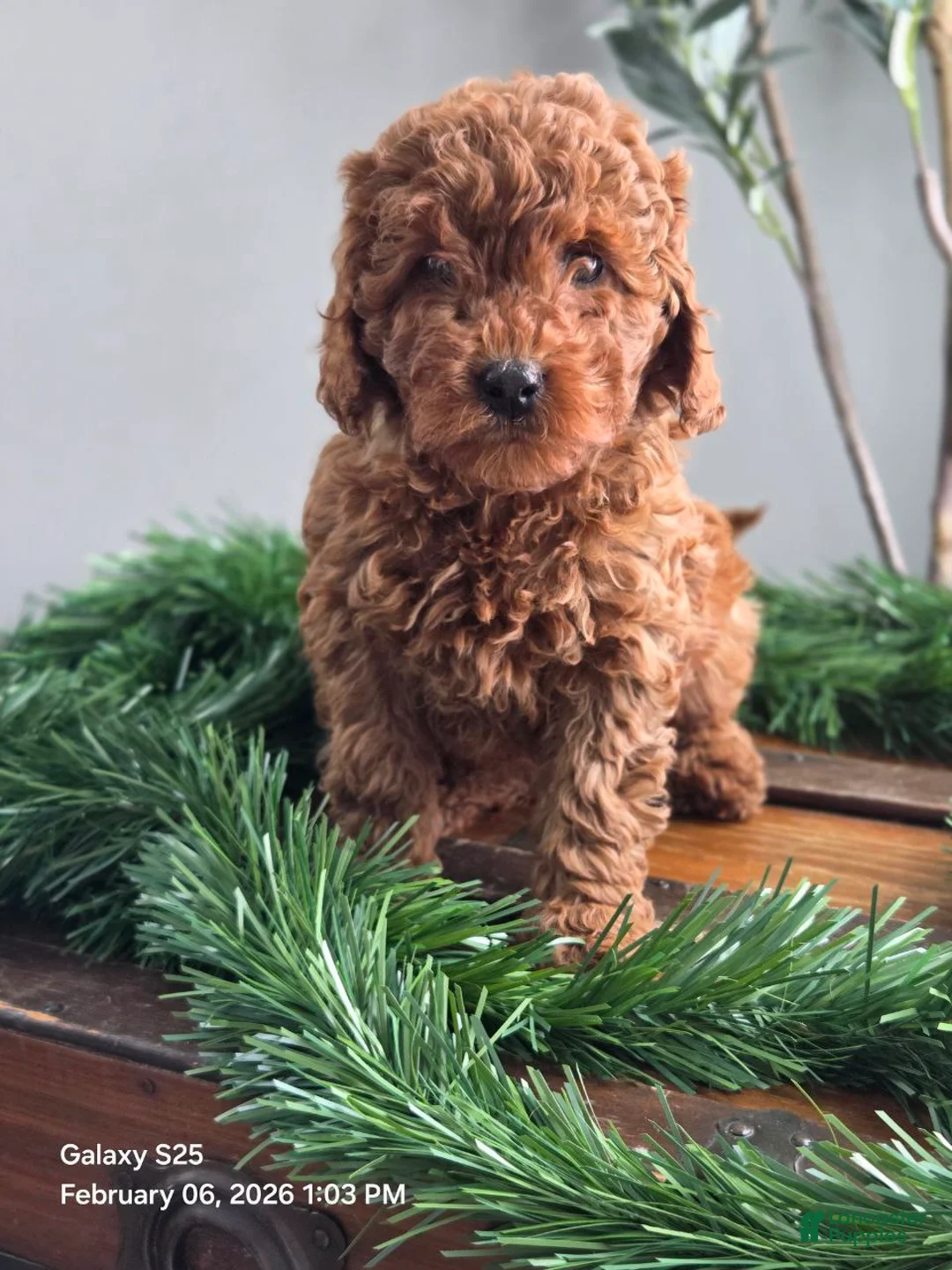 Mini Goldendoodle dogs for sale: Cuddles  - Ad 2