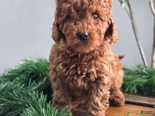 Mini Goldendoodle dogs Cuddles - Ad 32