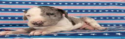 Great Dane dogs for sale: Patches Great Dane  - Ad 3