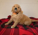 Mini Goldendoodle Puppy 4 Randy