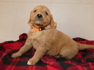 Mini Goldendoodle dogs Mini Goldendoodle Puppy 4 Randy - Ad 30