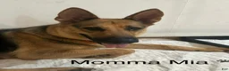 German Shepherd dogs for sale: Navy - Ad 11