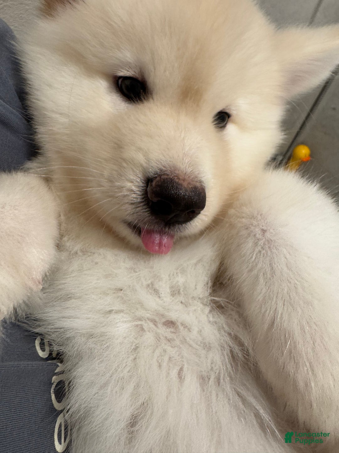 Alaskan Malamute dogs for sale: Xi Xi - Ad 1