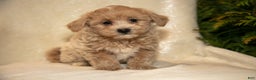 Bichpoo dogs for sale: Regan - Ad 1