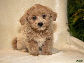 Bichpoo dogs Regan - Ad 11