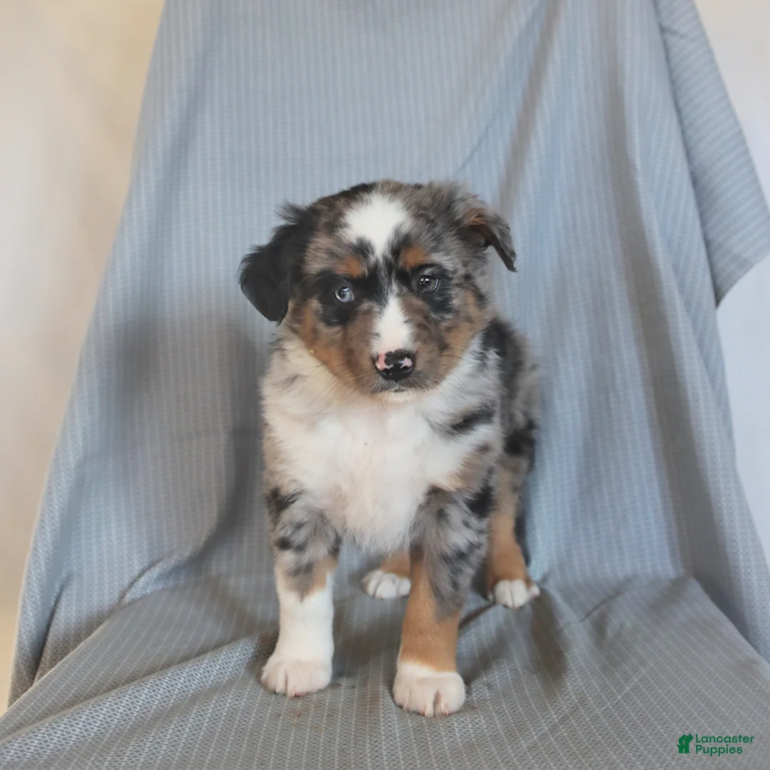 Miniature Australian Shepherd dogs for sale: Biscuit - Ad 5