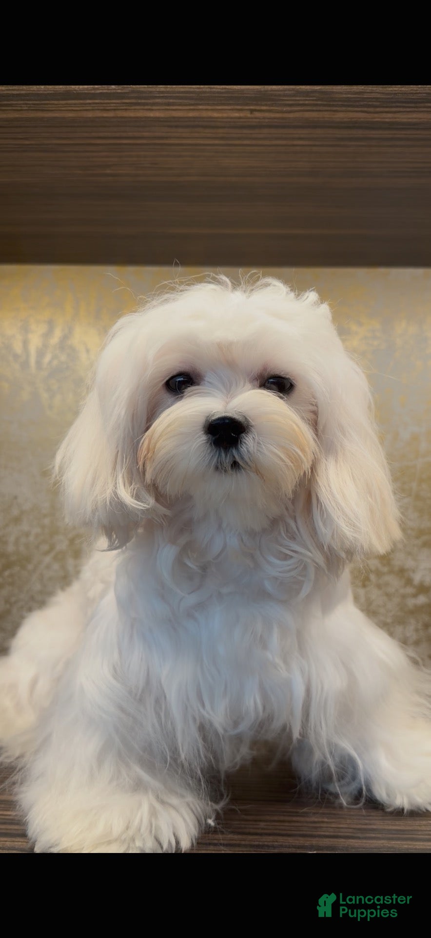 Maltipoo dogs Jupiter - Ad 2